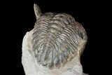 Aesthetic Hollardops Trilobite Cluster - Foum Zguid, Morocco #72885-4